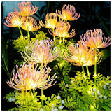 Enchanting Fairy Flowers