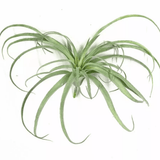 Faux Plante Aérienne