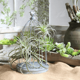 Faux Plante Aérienne