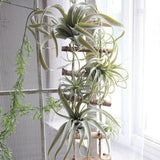Faux Plante Aérienne