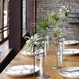 Faux Plante Aérienne