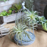 Faux Plante Aérienne